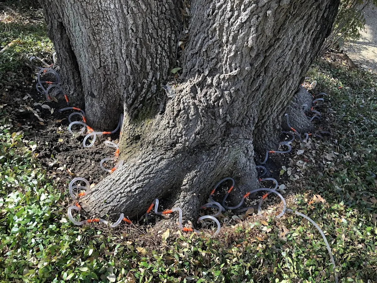 Detailed Tree Cabling and Bracing job site in Tillson