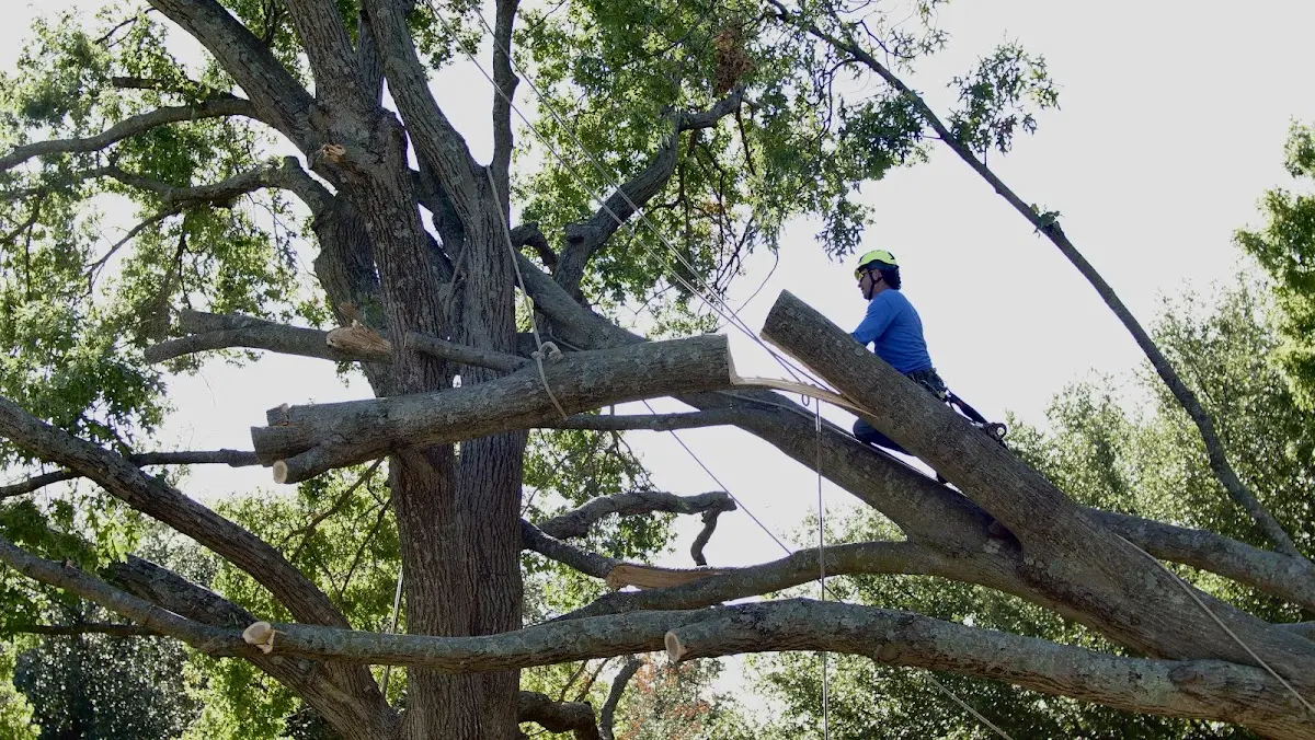 Professional Hazardous Tree Removal performed by certified arborists in Tillson