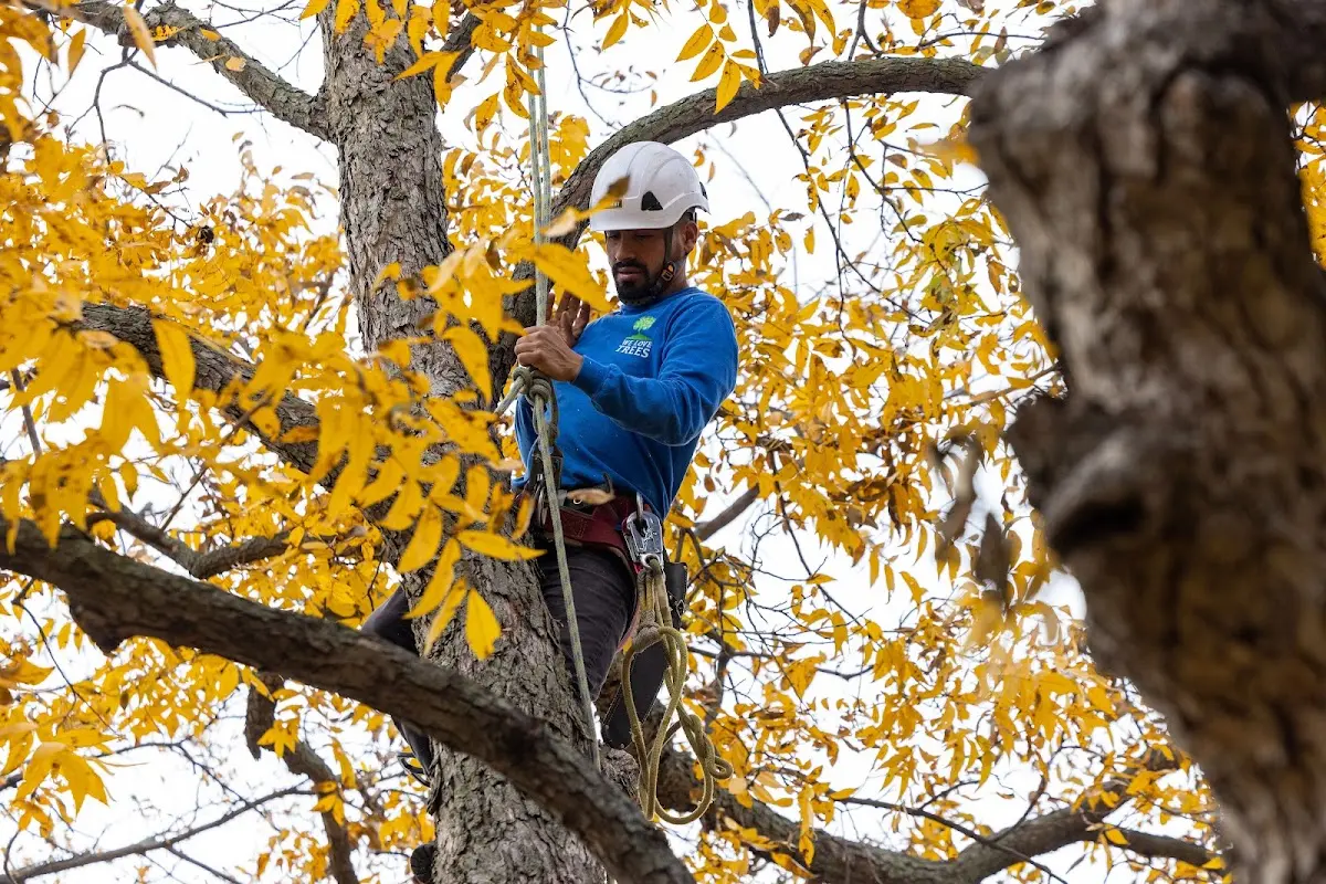 Skilled Tree Trimming crew working in Tillson