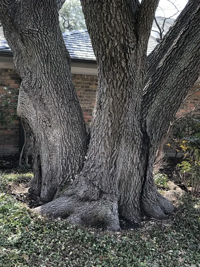 Mature heritage tree close to a Tillson property cared for by certified arborists